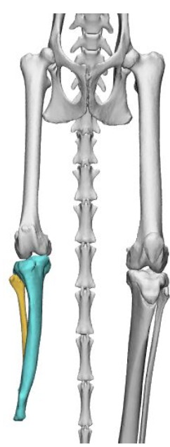 Caso veterinario 2